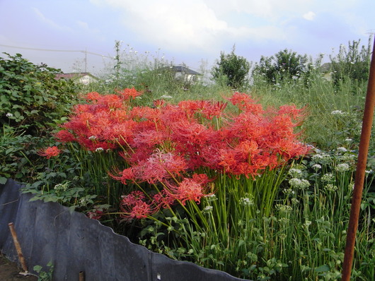 季節の花、秋編_c0022113_18472197.jpg