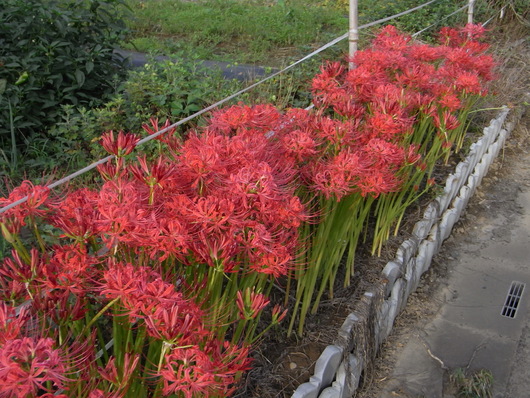 季節の花、秋編_c0022113_18475598.jpg