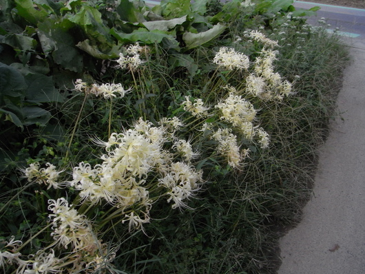 季節の花、秋編_c0022113_18482372.jpg