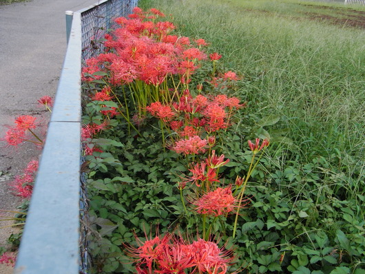 季節の花、秋編_c0022113_18492458.jpg