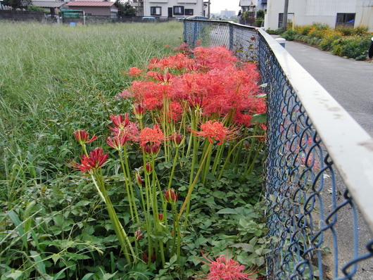 季節の花、秋編_c0022113_1850563.jpg