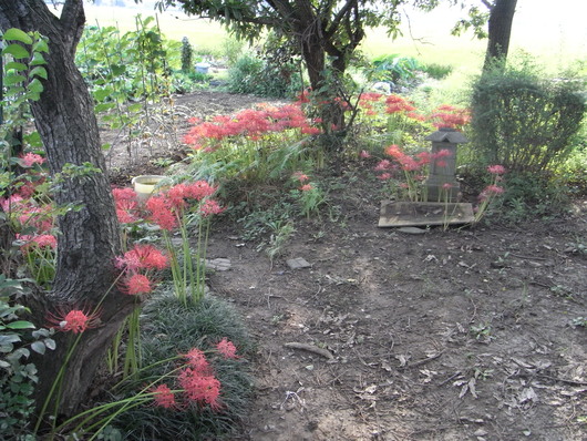 季節の花、秋編_c0022113_18525182.jpg