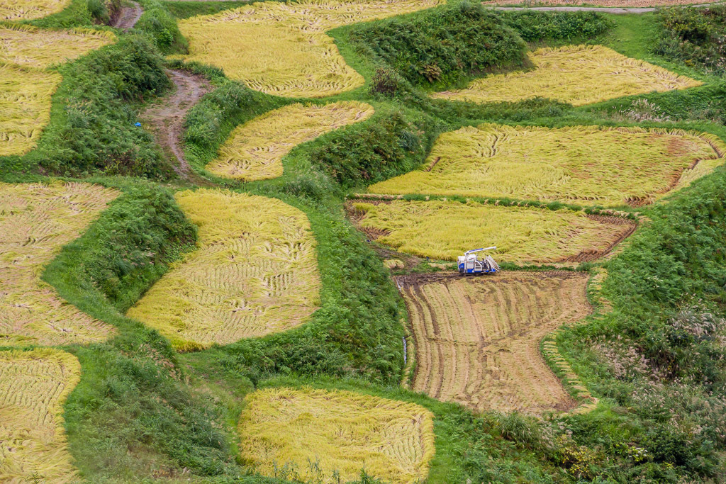 収穫の時、松之山にて_b0010915_11074150.jpg