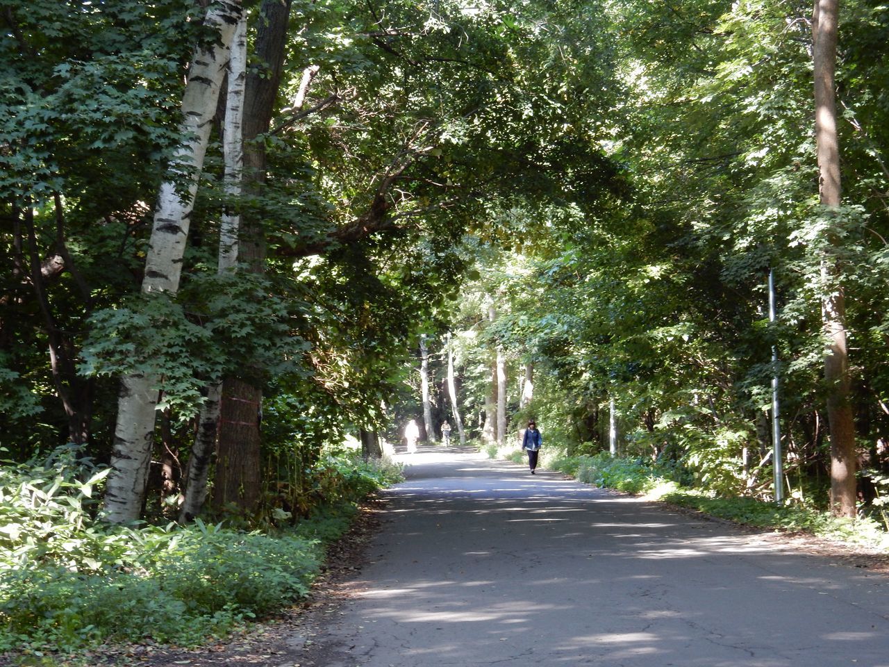 初秋の北大キャンパスと近所の造成地_c0025115_20532994.jpg