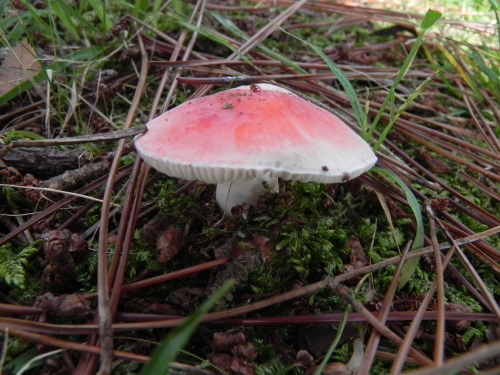 e0352220_10574521.jpg