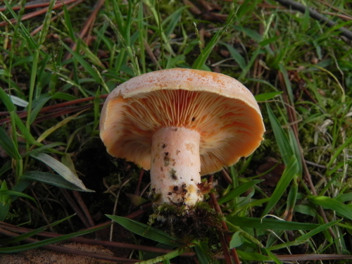 e0352220_10591650.jpg