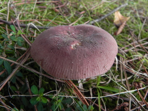 e0352220_11060975.jpg