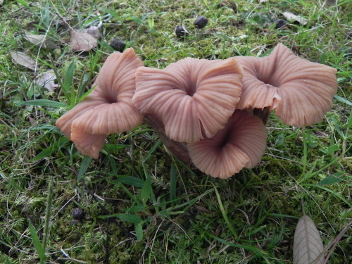 e0352220_11080155.jpg