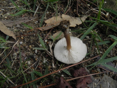 e0352220_11171275.jpg