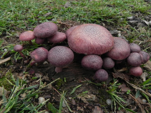 e0352220_11175601.jpg