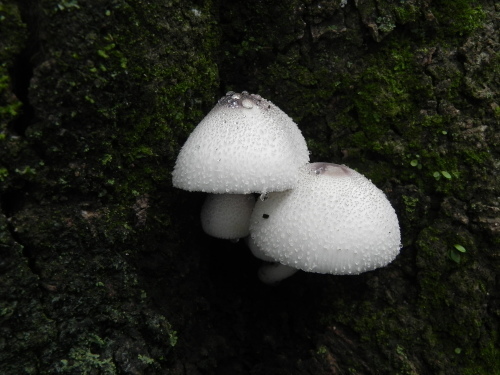 e0352220_11264610.jpg