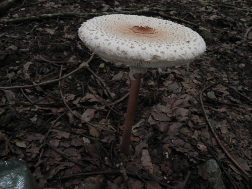 e0352220_11273865.jpg