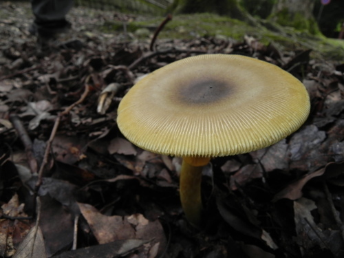 e0352220_11340484.jpg