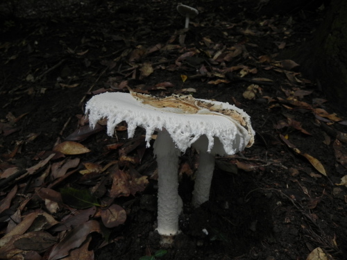 e0352220_11363237.jpg