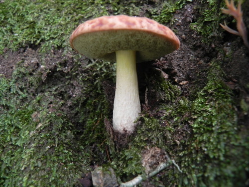 e0352220_13203171.jpg