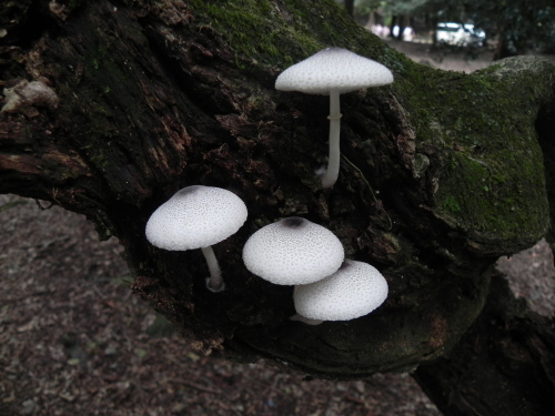 e0352220_13293181.jpg