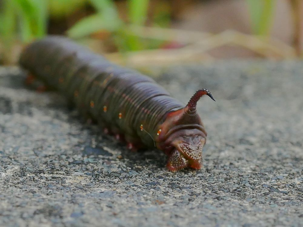 巨大なイモムシに出会った 手乗りで感触を確かめる 私のデジタル写真眼