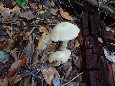 f0193521_53091.jpg