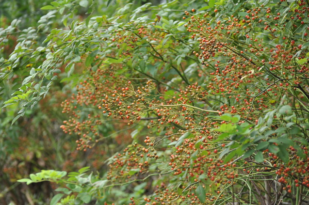 a0248728_1727331.jpg
