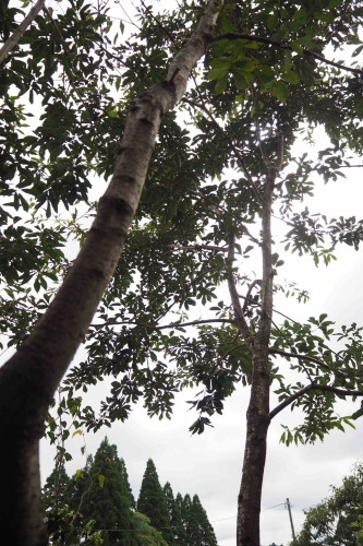 a0323131_12451063.jpeg