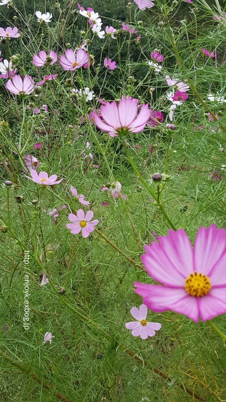 d0269832_10131461.jpeg