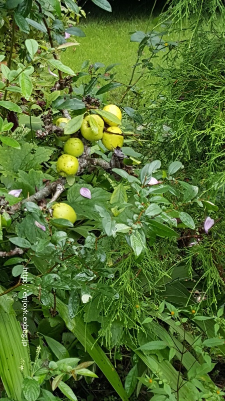 d0269832_10135311.jpeg