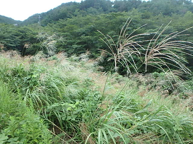 f0334143_823593.jpg