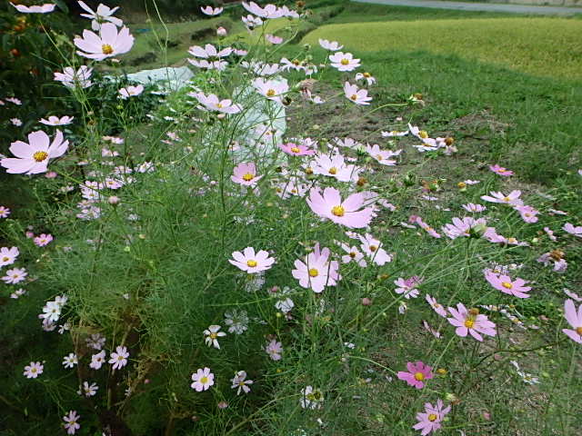 f0334143_8241039.jpg