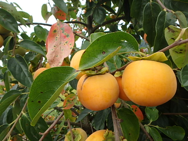 f0334143_8244913.jpg