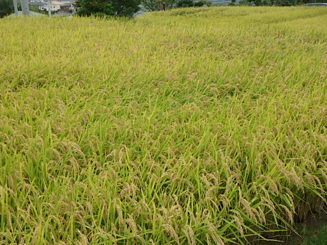 f0334143_825811.jpg