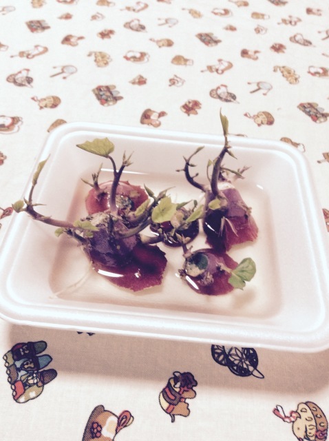 a0307846_19105114.jpeg