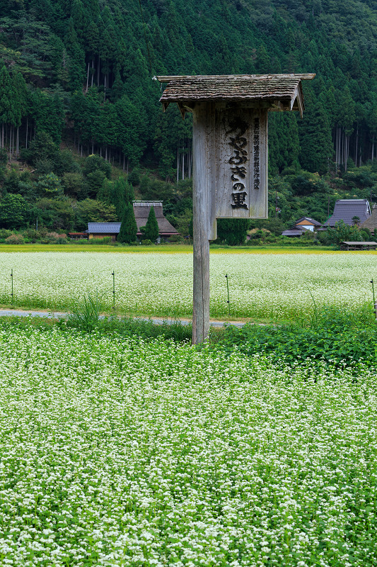 美山のそば畑（南丹市）_f0155048_2223437.jpg