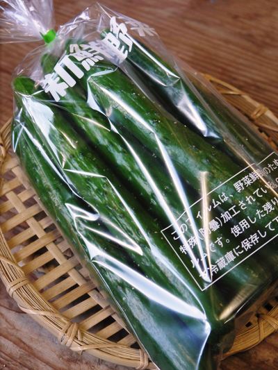 夢キュウリ 平成28年度は10月4日(火)から出荷開始!朝採りの“一番美味かキュウリ”をぜひ!_a0254656_1934560.jpg