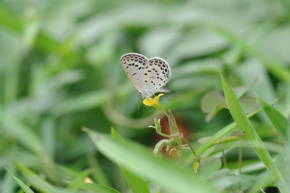 ２０１６．９．２４　東京・恵比寿　アカボシゴマダラ　　　２０１６．９．２８ （記）_a0181059_15382358.jpg