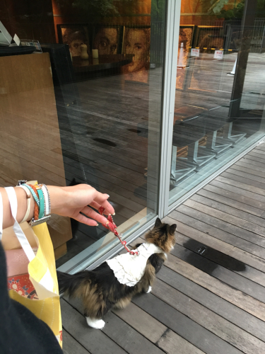 りぼんさんフレンチの名店に招待される①_c0151965_00492661.jpg