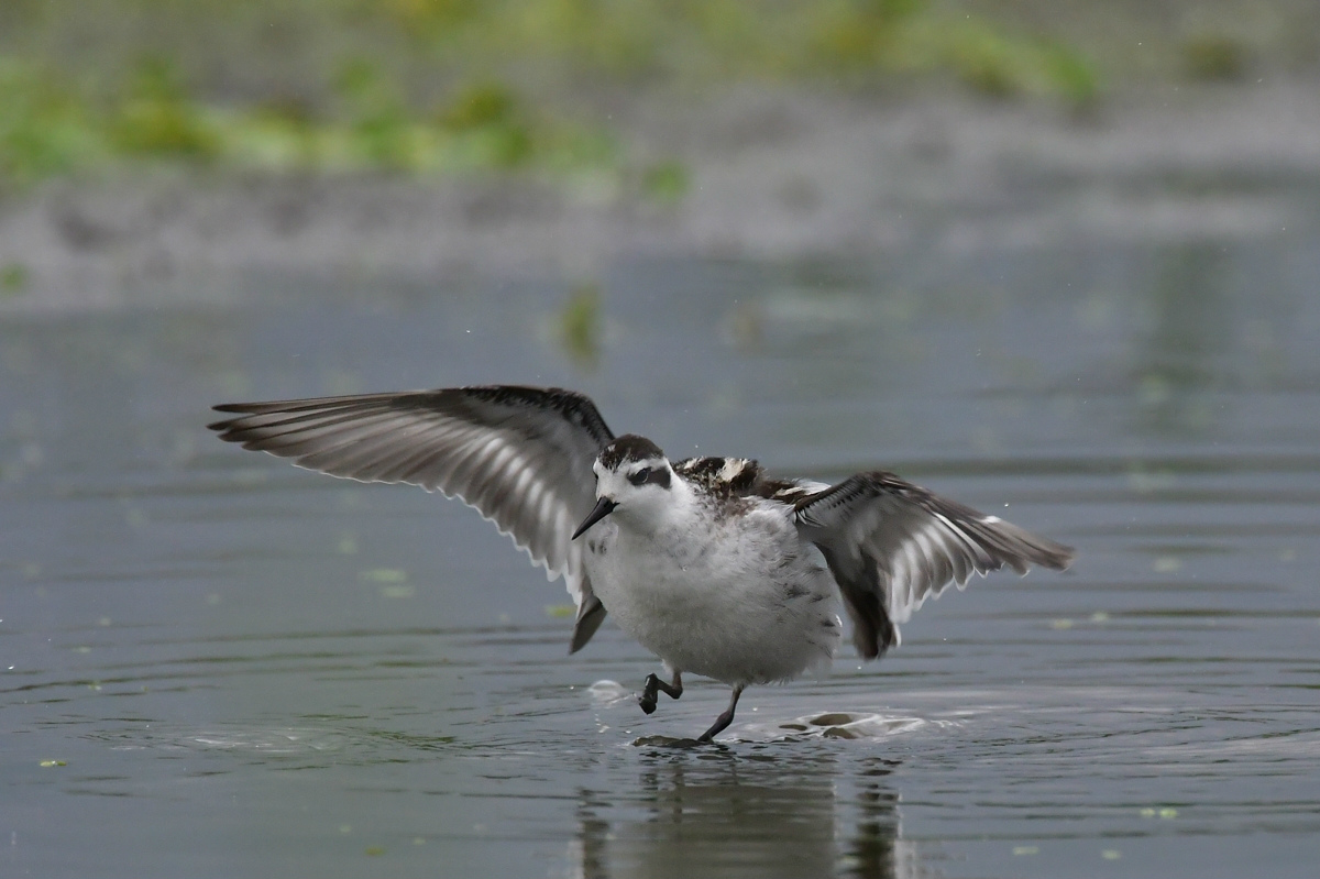 アカエリヒレアシシギ_f0053272_10441994.jpg