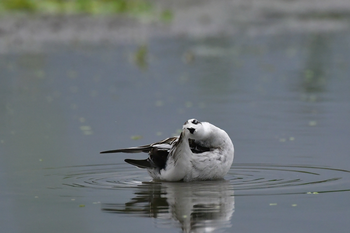 アカエリヒレアシシギ_f0053272_1045255.jpg