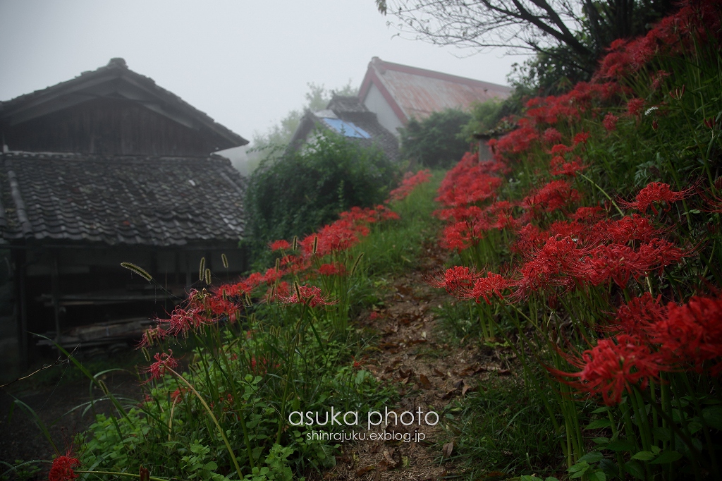 彼岸花2016　－ 雨の奥明日香 －_a0278377_11502926.jpg