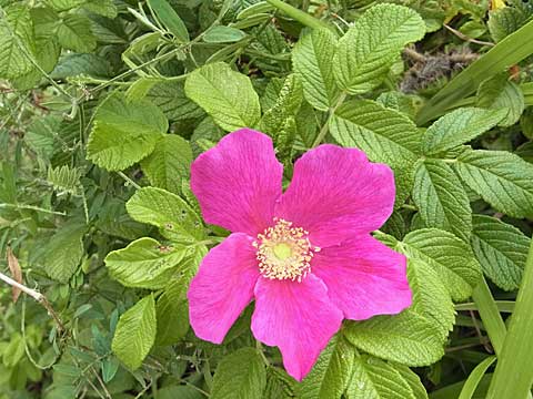 f0083977_23181530.jpg