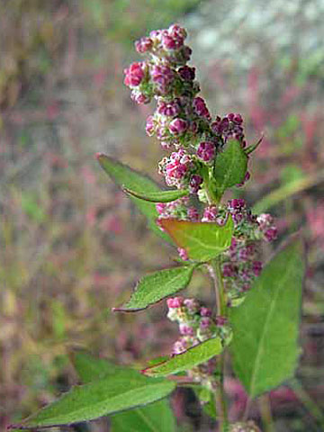 f0083977_232044100.jpg