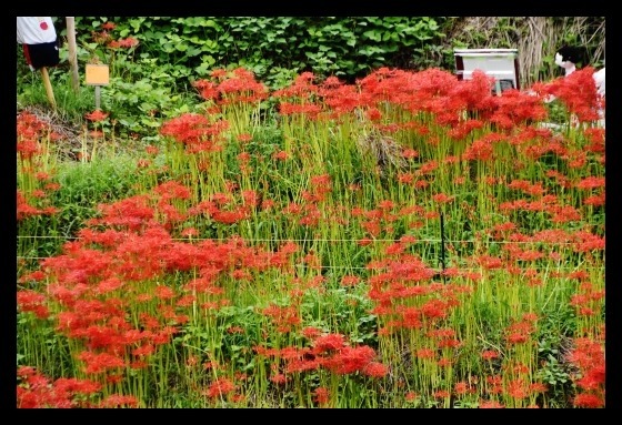 明日香の棚田に咲く曼珠沙華_b0329186_08310721.jpg