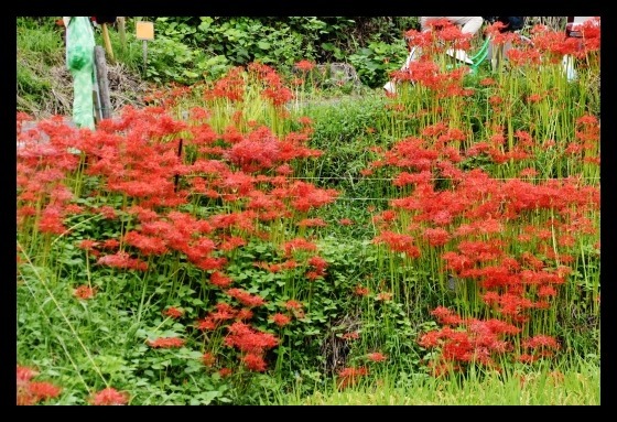 明日香の棚田に咲く曼珠沙華_b0329186_08323970.jpg