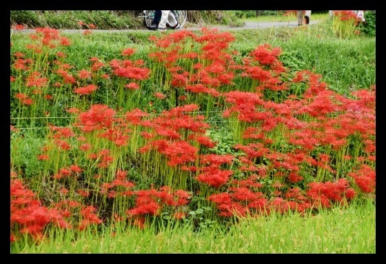 明日香の棚田に咲く曼珠沙華_b0329186_08325738.jpg