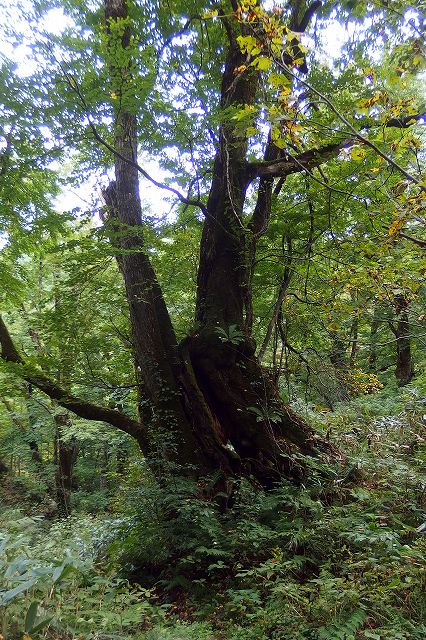 e0137200_22284134.jpg