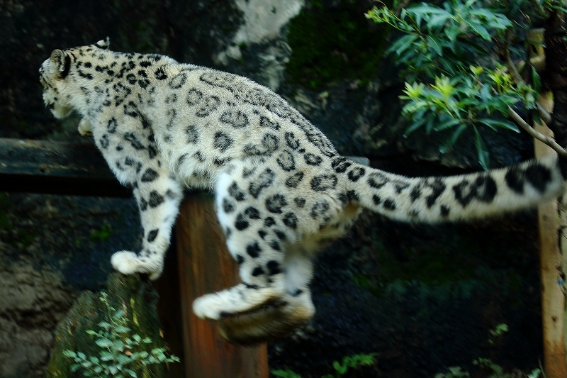 華麗なるユキヒョウ、そのジャンプ・シーンを流し撮りで（多摩動物公園）_b0291402_08300487.jpg