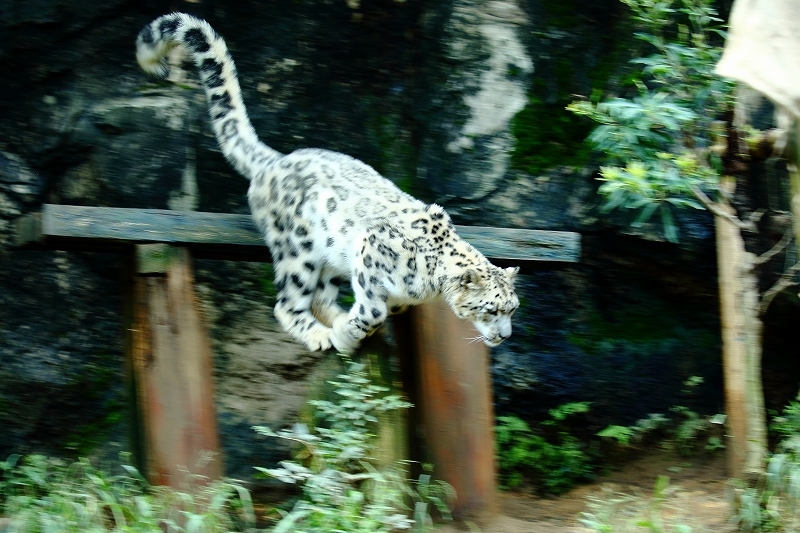 華麗なるユキヒョウ、そのジャンプ・シーンを流し撮りで（多摩動物公園）_b0291402_08312634.jpg