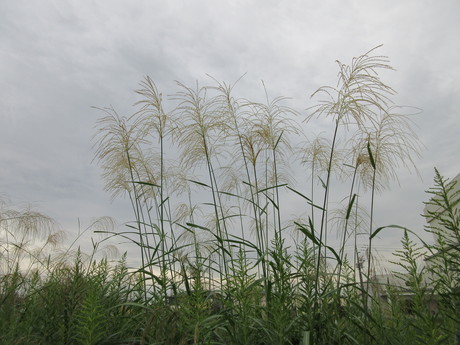 a0203003_17281273.jpg
