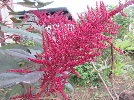 a0203003_1736820.jpg