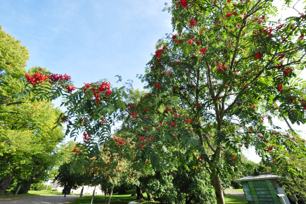 f0188408_10402713.jpg