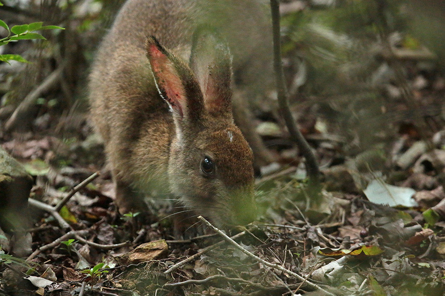 タカの渡り_b0315912_23330071.jpg